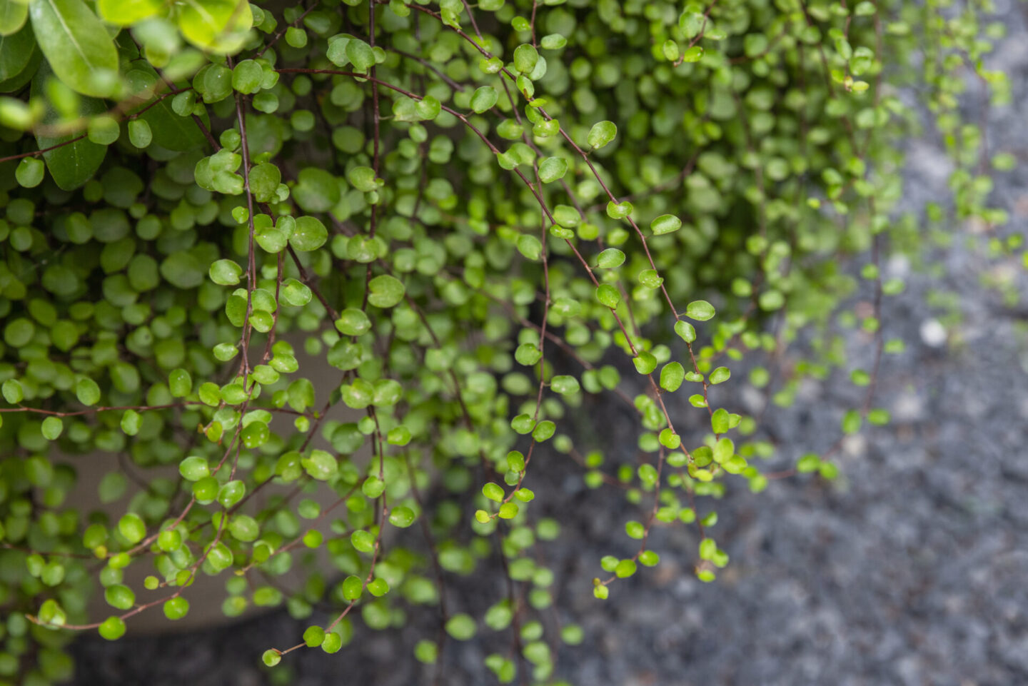 michele-mignani-via-masi-HR-0038